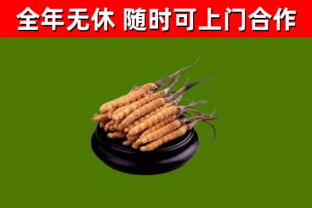 东莞市烟酒回收冬虫夏草.jpg